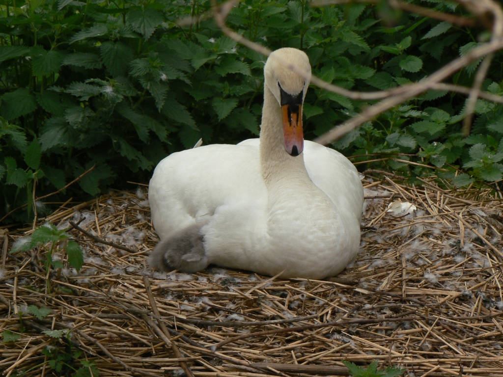 Hiding under the wings of mother