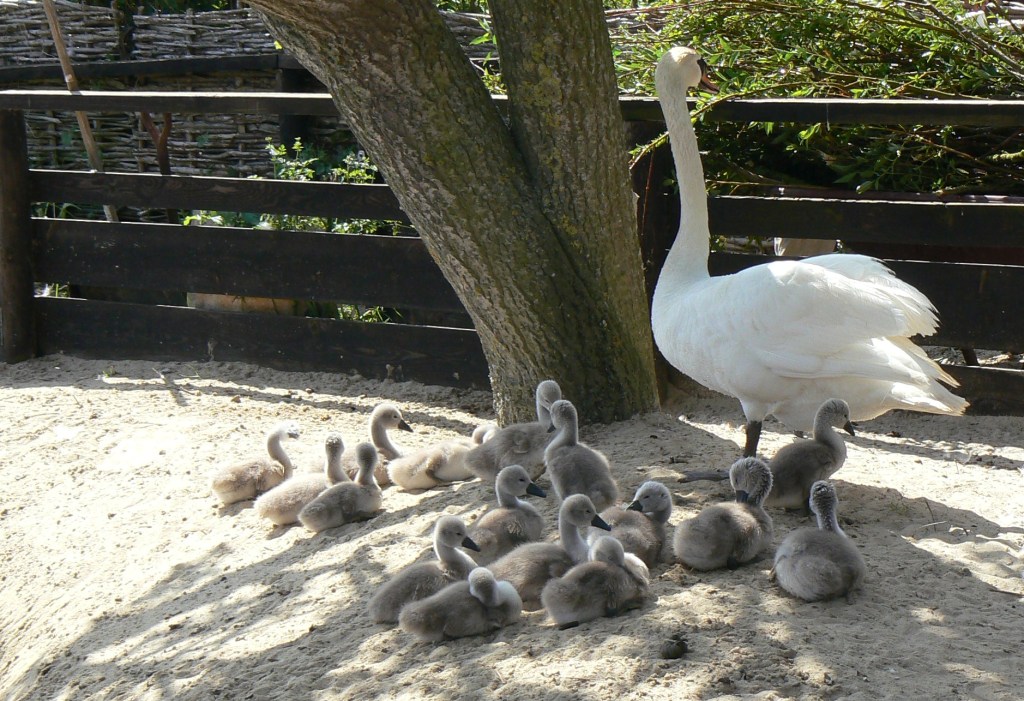 Mother swan with her own and some adopted cygnets