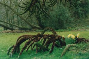 daffodils by a fallen branch at St Peter's Grange, Prinknash Abbey
