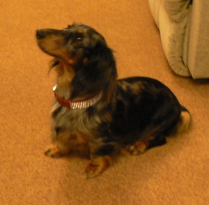 Dayna, my new companion