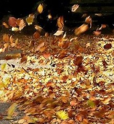 photo copyright free from http://shazinx.blogspot.com/.