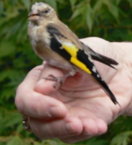 goldfinch on my hand 2