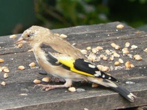 Goldfinch on the bird table