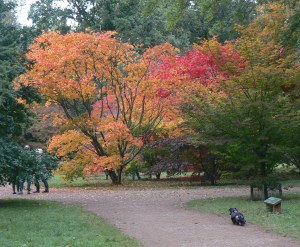 My little dachsund walking amongst the Acers at Westonbirt