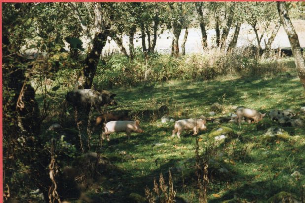 The Winter Olympics in Sochi and&nbsp;Krasnayapolyana