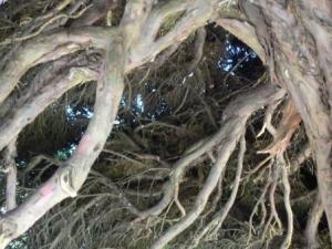 Roots of the ancient Yew Tree at painswick
