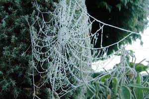 frosty spiders web