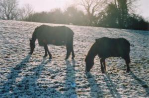 horses in snow 1