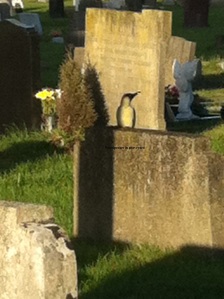 Woodpecker on  gravestone