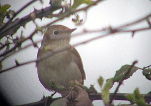 Nightingale at Cotswold Water Park