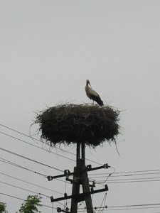 stork