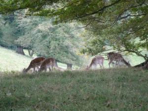 Deer at Dyrrham park