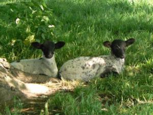 Black faced lambs in the Cotswolds