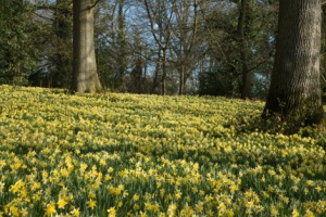 wild daffodils native to the golden triangle