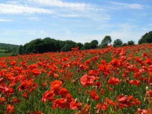 Red Poppy field in Cotswolds