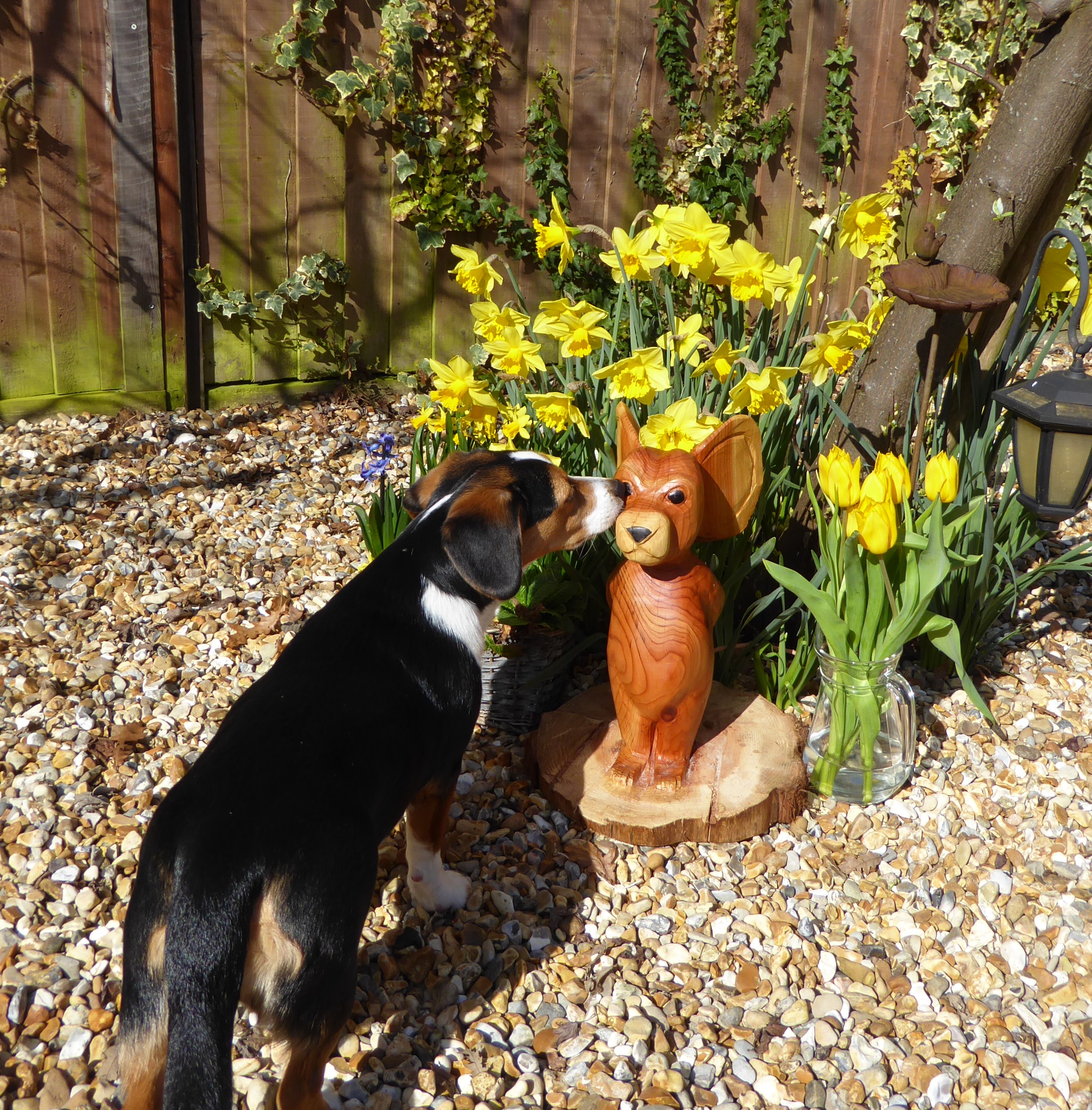 Toffee aged nearly 7 months