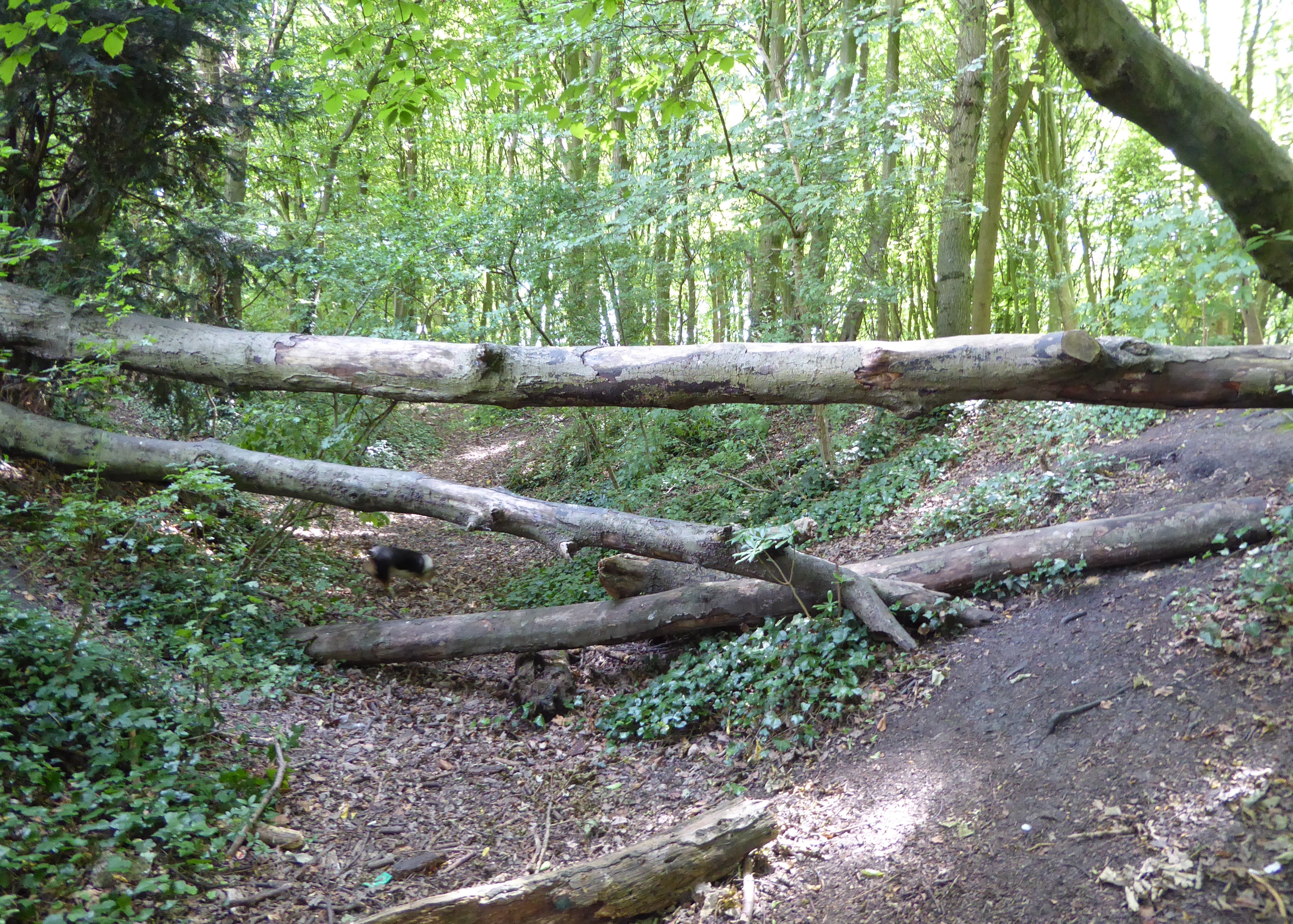 Benhall Woods Bridge