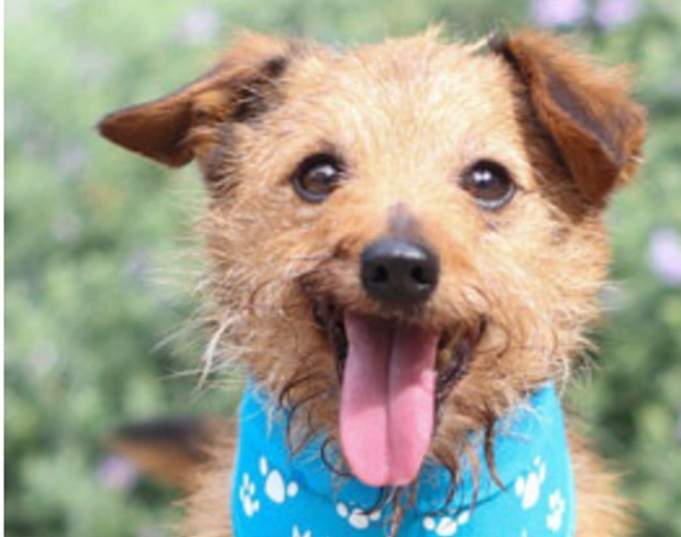 No more Waiting for&nbsp;Wags